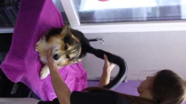 Evcil hayvan tımarcısı banyodan sonra bir corgi köpeğini kurutuyor. Hayvan bakımı uzmanı kurutma makinesi kullanıyor. 