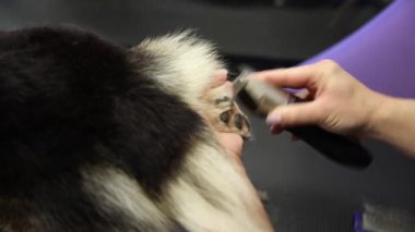Evcil hayvan tımarcısı bir kuaförde elektrikli aletle corgi sosisi tıraş ediyor. Profesyonel hayvan bakımı.