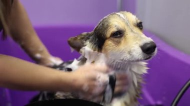 Hayvan bakıcısı Corgi 'yi sabunla yıkıyor. Köpekler için profesyonel tımar hizmeti