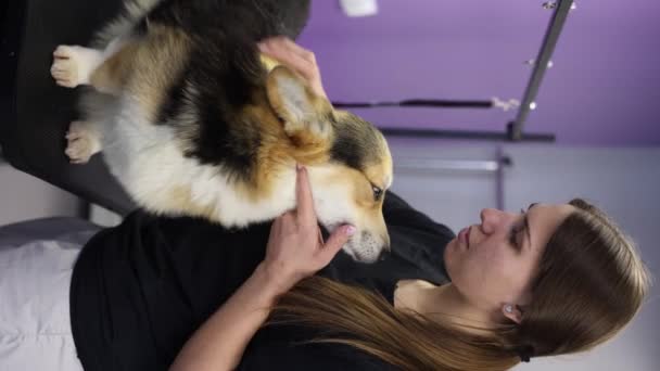 Veterinarian Brushing Corgi Dog Curry Brush Professional Pet Cleaning Service — Stock Video