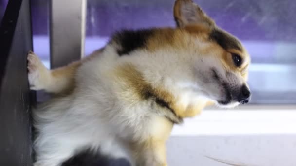 Groomer Secado Lindo Perro Corgi Salón Aseo Adorable Pembroke Corgi — Vídeos de Stock