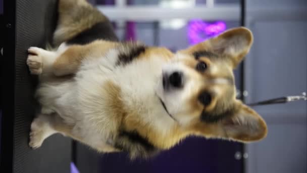 Cão Corgi Bonito Com Grandes Orelhas Sentadas Uma Mesa Salão — Vídeo de Stock