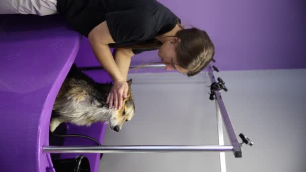 Pet Groomer Lavar Corgi Cão Uma Pia Serviço Higiene Animal — Vídeo de Stock