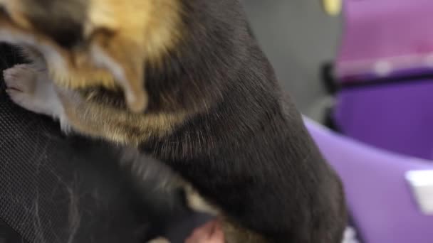 Pet Groomer Brossage Corgi Avec Une Brosse Lisser Vétérinaire Utilisant — Video