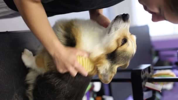 Pet Groomer Using Curry Brush Clean Corgi Dog Professional Animal — Stock Video