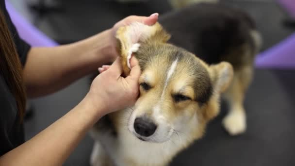ベテランのクリーニング犬の耳には綿のウールがあります ペットグルーマーはコルジ犬の世話をする — ストック動画