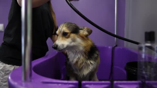 お風呂でコルギ犬を洗っている動物のグルーマー ペットのための専門の衛生およびヘルスケアサービス — ストック動画
