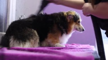 Kuaförde saç kurutma makinesiyle Corgi sosisini kurutan bir kuaför.