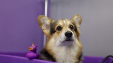 Bir kuaförde küvette oturan tatlı Corgi köpeği.