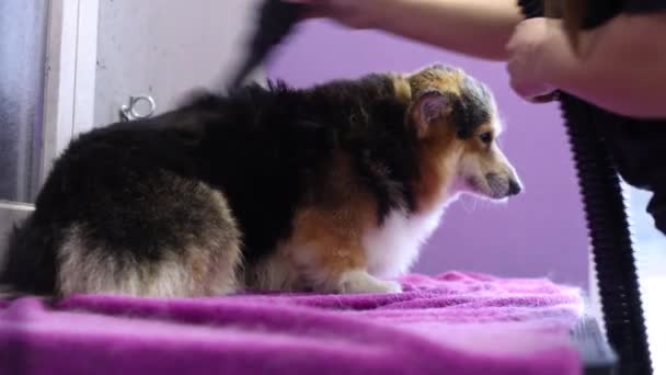 Pet Groomer Séchage Chien Corgi Avec Sèche Cheveux Dans Salon — Video