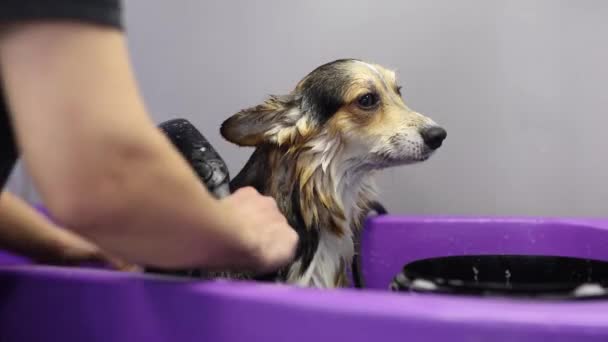 Veterinair Wassen Corgi Hond Een Gootsteen Huisdierverzorger Schoonmaken Raszuiver Welsh — Stockvideo