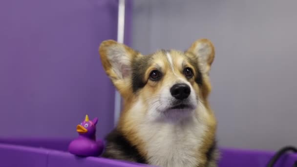 Cão Corgi Bonito Sentado Banho Salão Arrumação — Vídeo de Stock