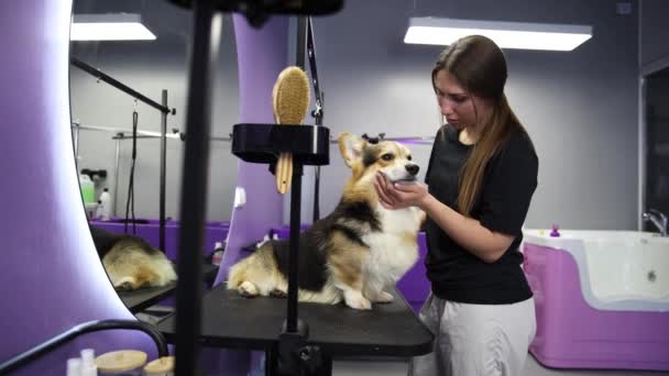Pet Groomer Using Slicker Brush Brushing Corgi Fur Professional Animal — Stock Video