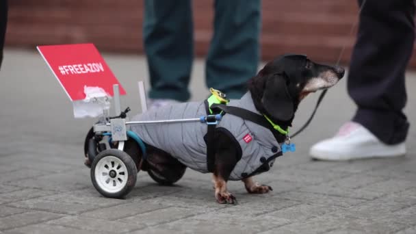 公のデモンストレーションで フリーアゾフ の旗を持つ車椅子のダッハンド犬 キエフ 2024 — ストック動画