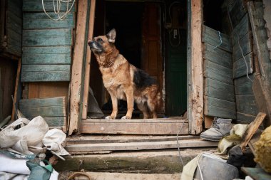 Ukrayna 'daki hasarlı eski evin ön kapısında duran yaşlı köpek. Kyiv - 23 Mart 2024