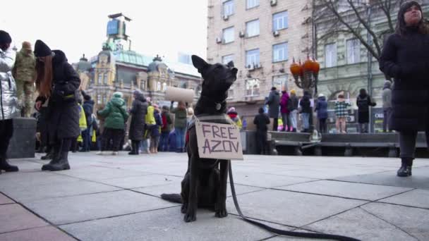 公のデモンストレーションで首に フリーアゾフ という看板を被る犬 キエフ 2024 — ストック動画