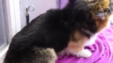 Kuaförde banyodan sonra temiz corgi sosisi kurutan bir tımarcı.