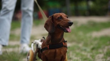 Neşeli felçli dachshund tekerlekli sandalyede yürürken filme alındı.