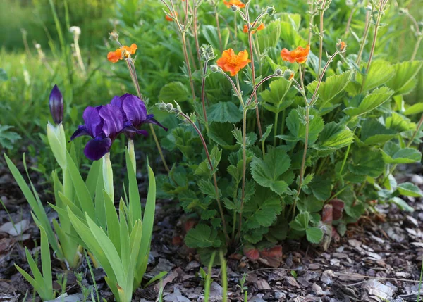 Ανοιξιάτικο Παρτέρι Ανθισμένα Λουλούδια Μοβ Ίριδα Και Πορτοκαλιές Ανοιξιάτικος Κήπος — Φωτογραφία Αρχείου
