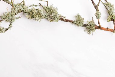 Mermer bir zemin üzerinde ağaç dalları ve liken kabuğu bileşimi. Organik kozmetik ürünleri için çerçeve, düz döşeme.