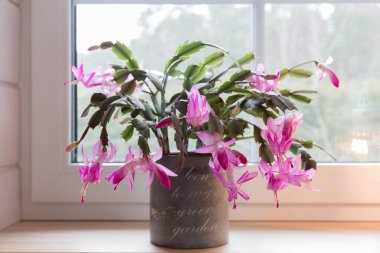 Blooming pink Christmas schlumbergera cactus in a pot on the windowsill. Epiphyllanthus, epiphyllum, zygocactus, zygocereus clipart