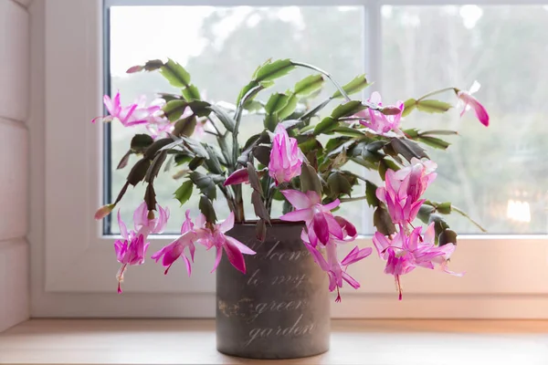 Pencere kenarındaki tencerede çiçek açan pembe Noel Schlumbergera kaktüsü. Epiphyllanthus, epiphyllum, zygocactus, zygocereus
