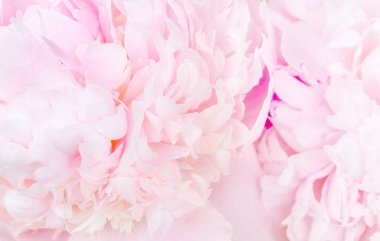 Beautiful aromatic fresh blossoming tender pink peonies texture, close up view. Romantic wedding background