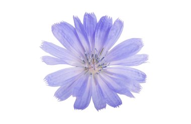 Cichorium intybus, common chicory flowers isolated on the white background