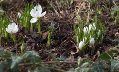 Crocuses white blossom on a spring sunny day in garden. Beautiful first flowers for the design of a holiday card for Easter.