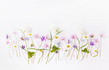 Çiçek desenli kır çiçekleri, yeşil yapraklar, beyaz arka planda dallar. Düz yatış, üst görünüm.