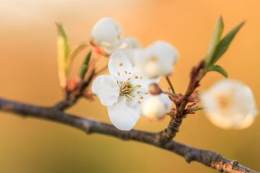 Meyve ağacı çiçek açan dalı kapatın. Bahar arka plan