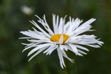 Daisy flowers, Leucanthemum Crazy Daisy close up in summer garden