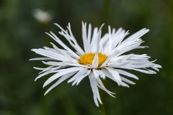夏の庭に咲くデイジーの花 菊クレイジーデイジー ストック画像