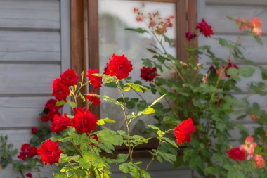 Climbing red and orange roses bloom in the garden near the window of a small wooden house
