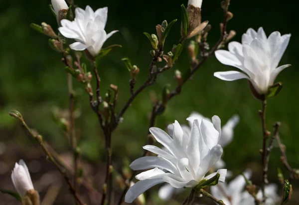 Magnolia Florecen Primavera Jardín Hermosas Flores Blancas —  Fotos de Stock