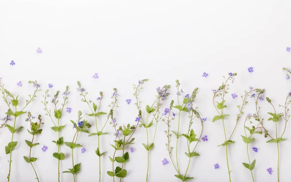 Bloemenpatroon Met Kleine Blauwe Wilde Bloemen Bloemblaadjes Groene Bladeren Takken — Stockfoto
