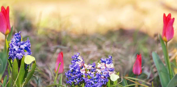 Gyönyörű Tavaszi Természetes Háttér Kék Rózsaszín Virágok Tulipánok Jácintok Pillangók Jogdíjmentes Stock Képek