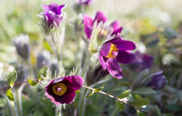 Pulsatilla Purple Flowers Spring High Quality Photo Shallow Depth Field — Stock Photo, Image