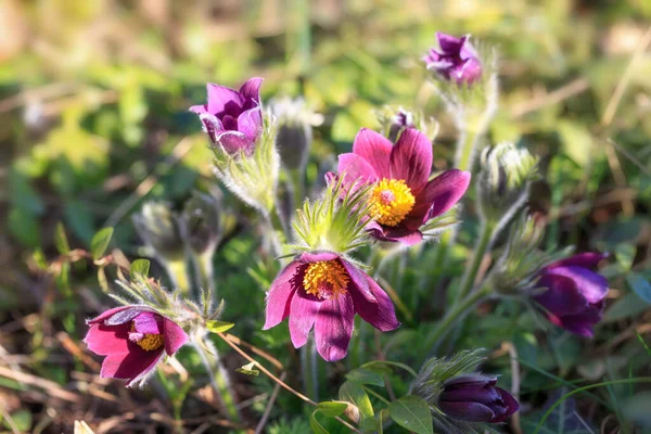 Pulsatilla Purple Flowers Spring High Quality Photo Shallow Depth Field —  Fotos de Stock