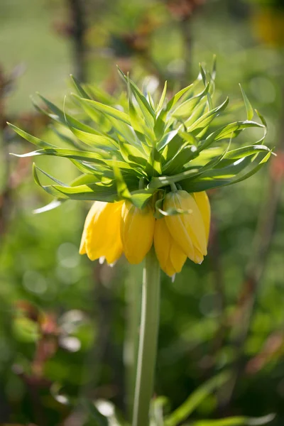 Hazel Tetřívka Císařská Žlutá Jarní Zahradě Fritillary — Stock fotografie
