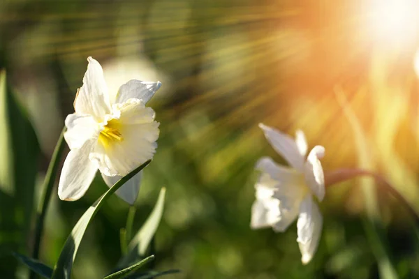 Fleurs Blanches Printanières Jonquilles Dans Jardin Bannière Printemps — Photo