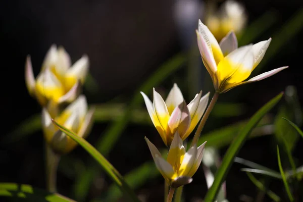 Tulip Turkestanica White Petals Yellow Middle Green Background Close — स्टॉक फ़ोटो, इमेज