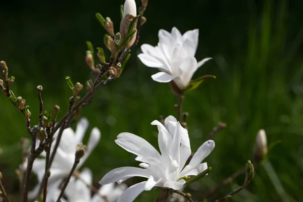 Beautiful Blooming White Magnolia Close Morning Sun Spring Concept —  Fotos de Stock