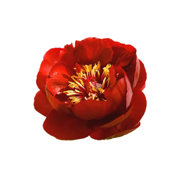 Red Peony Flower Isolated White Background — Stock Photo, Image