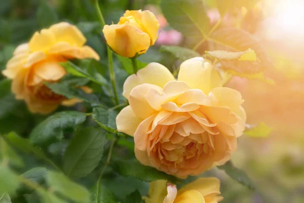 Yellow Flowers Rosa Golden Celebrations Garden Sunny Summer Day — Stock Photo, Image