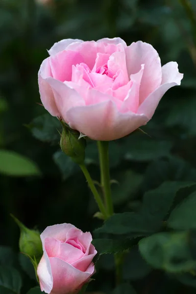 Floreciente Rosa Jardín Día Soleado Rose Antigua Marinera — Foto de Stock