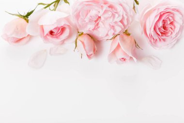 Beyaz arka planda şenlikli pembe çiçek gül kompozisyonu. Üst manzara, düz yatış. Uzayı kopyala Doğum günü, Anneler, Sevgililer, Kadınlar, Düğün Günü konsepti.