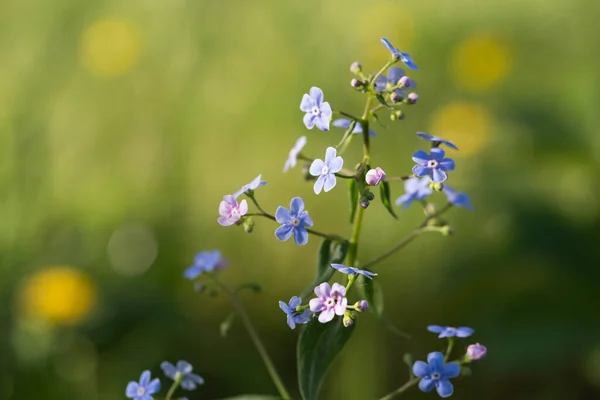 Makro Fotózás Kis Kék Virágok Szelektív Középpontjában Természetes Homályos Zöld — Stock Fotó
