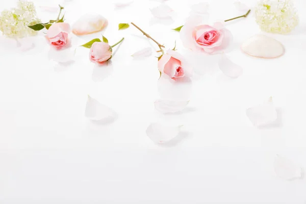 Festive Pink Flower Rose Composition White Background Overhead Top View — Stock Photo, Image