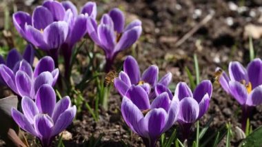 Mor krokus çiçeklerinin etrafında uçuyor. Arılar ilkbaharda nektar poleni toplarlar. Güneşli bir gün, ağır çekim..